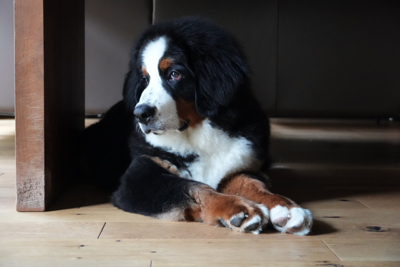 社長宅犬⑦